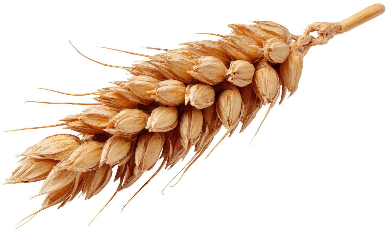 Pšeničné pole AgroTrade Pulse